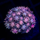 RF Goniopora - WYSIWYG X3