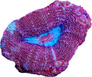 TSA Strawberry Acan Bowerbanki - 2 Heads
