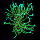 RF Green Birdsnest (Seriotopora hystrix)