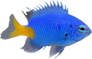 Yellowtail Blue Damselfish (Chrysiptera parasema)