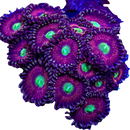 RF Princess Aurora - 1 Polyp