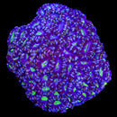 RF Flash Frozen Acan Lord - 3 Head