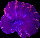 RF Indophyllia