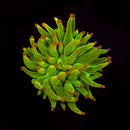 RF Cotton Candy Torch Coral