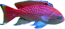 Bimaculatus Anthias (Pseudanthias bimaculatus)