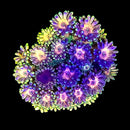 RF Goniopora - WYSIWYG M10