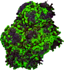 Blotched Branching Hammer (Euphyllia paraancora) - WYSIWYG