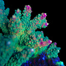 RF Rainbow Loom 3cm Frag