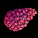 RF Goniopora - WYSIWYG R1
