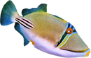 Assasi Triggerfish (Rhinecanthus assasi)