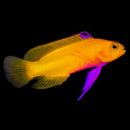 Dejong’s Basslet (Liopropoma de jongi)