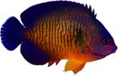 Coral Beauty Angelfish - Centropyge bispinosa