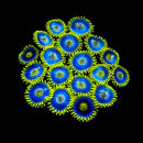TSA Smurfette - 5 Polyps