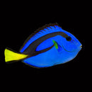 Blue Tang (Paracanthus hepatus)