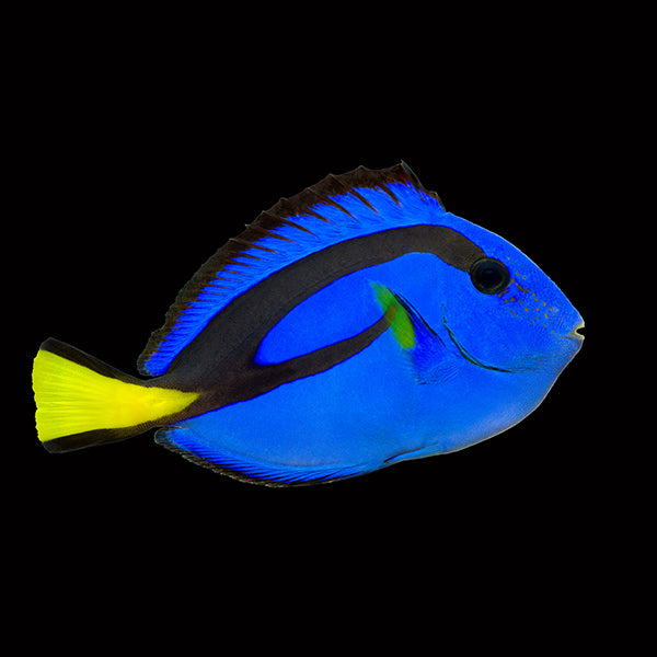 Blue Tang Paracanthus hepatus