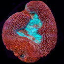 ASD Royal Jelly Acan Bowerbanki - 2 Heads