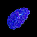 Blue Maxima Giant Clam (Tridacna maxima) - DR Small