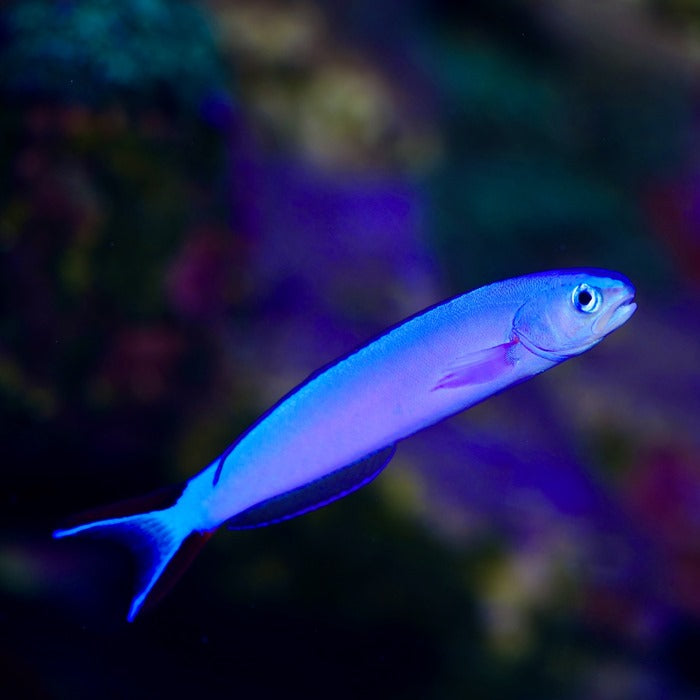 Purple Tilefish Hoplolatilus purpureus