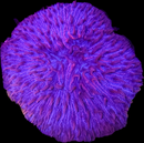 RF Violet Tide Plate (WYSIWYG)