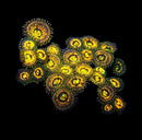 RF Blast Radius Infiniti - 3 Polyps