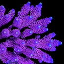 RF Bubblegum Tenius 3cm Frag
