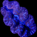 Tridacna Crocea (WYSIWYG)