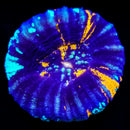 War Paint Scolymia (Homophyllia australis / formerly Scolymia australis)