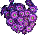 RF Pink Hippo - 3 Polyps
