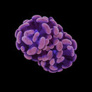 RF Rose Bud Hammer (Euphyllia paraancora) - WYSIWYG