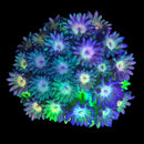RF Goniopora - WYSIWYG U2
