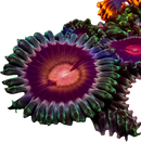 RF Lucky Kentucky - 3 Polyps