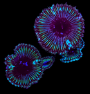 Palythoa Grandis - 1 Polyp