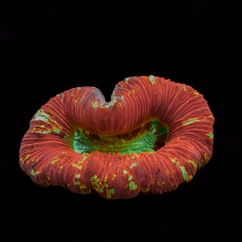Wellsophyllia