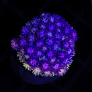 RF Goniopora - WYSIWYG W7