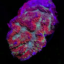 RF Lava Lotus Lobophyllia