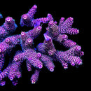 SBB High Times Rainbow Tenuis 3cm Frag