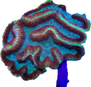 RF Imperial Maze Symphyllia  - Symphyllia sp.