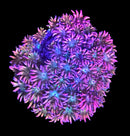 RF Goniopora - WYSIWYG T2