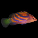 Sixline Wrasse - Pseudocheilinus hexataenia