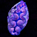 Blue Maxima Giant Clam (Tridacna Maxima) - RW1 Large