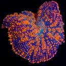 RF Superman Rhodactis - WYSIWYG