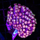 RF Peachy Pink - Colony