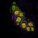 JF Bow Tie Blaster - 3 Polyps