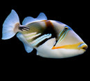 Picasso Trigger
 
 Rhinecanthus aculeatus