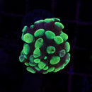 Toxic Splatter Branching Hammer (Euphyllia paraancora) - WYSIWYG