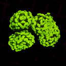 Gold Branching Hammer (Euphyllia paraancora) - WYSIWYG