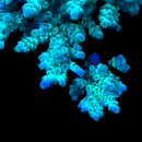 Blue Lagoon Tenuis 3cm Frag