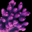RF Christmas Mirabilis  3cm Frag