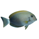 Blotchii Surgeonfish (Acanthurus blochii)