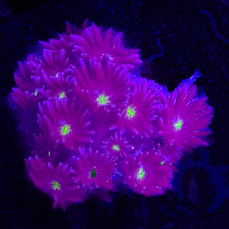 ACI Dragon Breath Goniopora